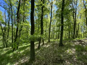 Prodej lesa, Silůvky, 1519 m2