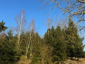 Prodej lesa, Roztoky u Jilemnice, 5755 m2