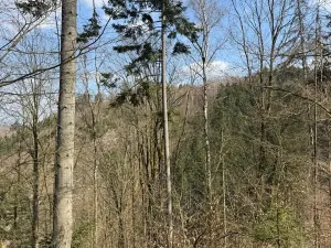 Prodej podílu lesa, Železný Brod, 5530 m2