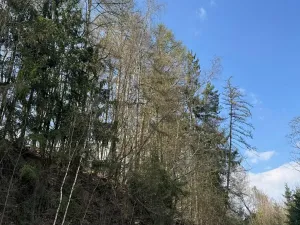 Prodej podílu lesa, Železný Brod, 5530 m2