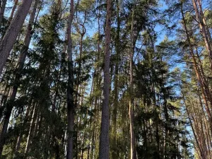 Prodej lesa, Slabčice, 1899 m2