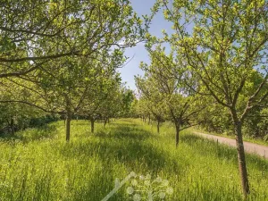 Prodej sadu/vinice, Nedašov, 1282 m2
