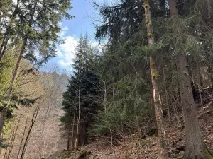 Prodej lesa, Železný Brod, 4901 m2