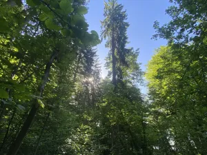 Prodej lesa, Svébohov, 3625 m2