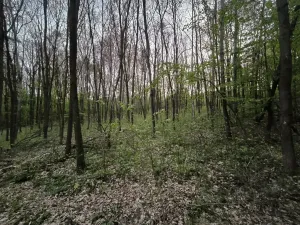 Prodej lesa, Úštěk, 9179 m2