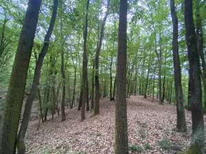 Prodej lesa, Vráž, 3233 m2