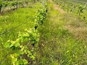 Prodej sadu/vinice, Novosedly, 5537 m2