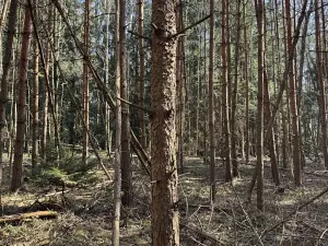 Prodej lesa, Vlastiboř, 3491 m2