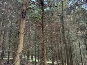 Prodej lesa, Poleň, 7982 m2