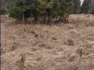 Prodej lesa, Dolní Hořice, 6269 m2