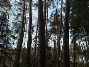 Prodej lesa, Puclice, 13840 m2