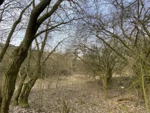 Prodej louky, Městečko Trnávka - Lázy, 1158 m2