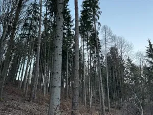 Prodej lesa, Zděchov, 5729 m2