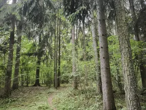 Prodej lesa, Myslív, 5003 m2