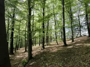 Prodej podílu lesa, Lhotsko, 3236 m2