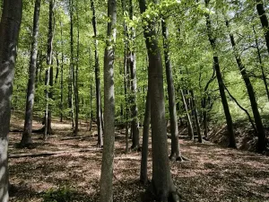 Prodej podílu lesa, Lhotsko, 3236 m2