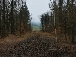 Dražba lesa, Kostelany, 2757 m2