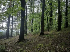 Prodej lesa, Bernartice, 23360 m2