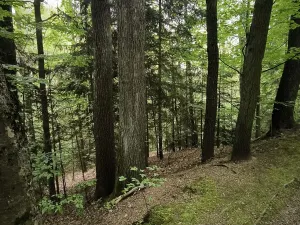 Prodej lesa, Liberec, 10902 m2