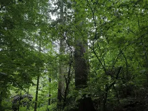 Prodej lesa, Zábřeh, 4422 m2