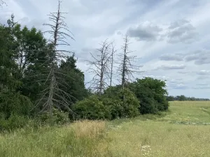 Prodej lesa, Slavičky - Pozďátky, 560 m2