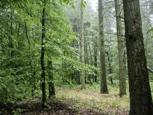 Prodej podílu lesa, Pustiměř, 1292 m2