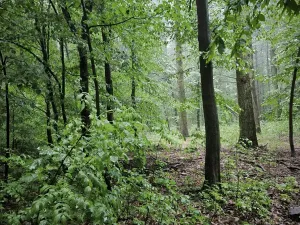 Prodej podílu lesa, Pustiměř, 1292 m2