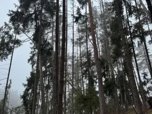 Prodej lesa, Vacov, 24200 m2