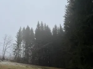 Prodej lesa, Vacov, 24200 m2