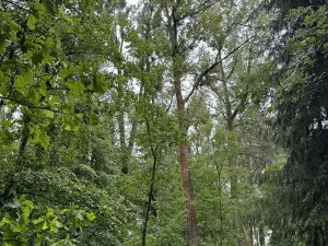 Prodej podílu lesa, Březina, 7250 m2