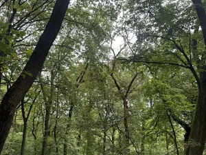Prodej podílu lesa, Bílina, 2704 m2