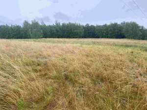 Prodej pole, Nové Sedlo - Loučky, 49321 m2
