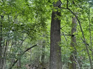 Prodej lesa, Čížkov, 10503 m2