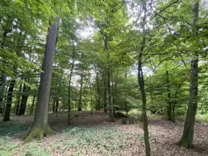 Prodej lesa, Olbramice, 2070 m2
