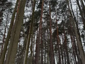Prodej lesa, Malá Bystřice, 43476 m2