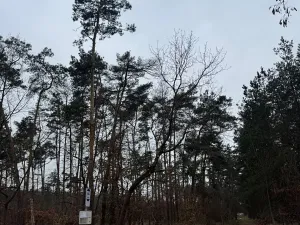 Prodej podílu lesa, Černěves, 2638 m2