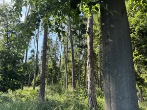 Prodej lesa, Jestřebí, 24490 m2