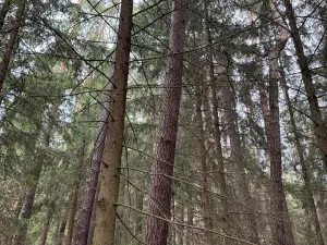 Prodej lesa, Všemyslice, 12022 m2
