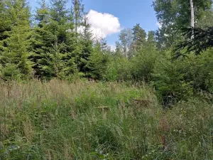Prodej lesa, Horní Pěna, 3291 m2