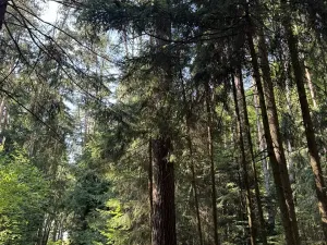 Prodej lesa, Jestřebí, 21583 m2