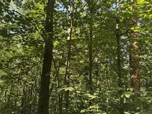 Prodej podílu lesa, Kněžmost, 1568 m2