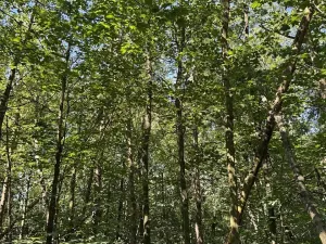 Prodej podílu lesa, Kněžmost, 1568 m2