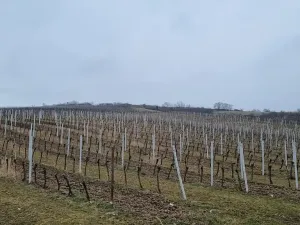 Prodej sadu/vinice, Perná, 132000 m2