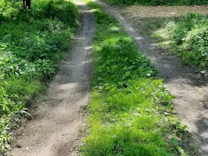 Prodej rybníku, Bulhary, 350 m2