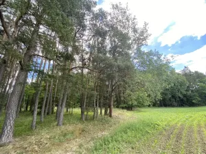 Prodej lesa, Slabčice - Nemějice, 1004 m2
