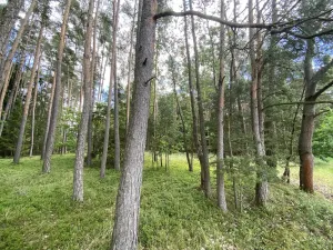 Prodej lesa, Slabčice - Nemějice, 1004 m2