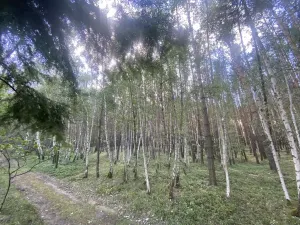 Prodej lesa, Chlumany, 4406 m2