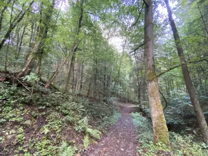 Prodej louky, Strážná, 212 m2
