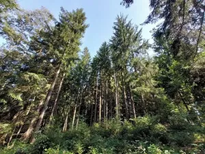 Prodej podílu lesa, Lidmaň, 9702 m2