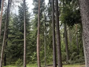 Prodej podílu lesa, Holovousy, 9837 m2